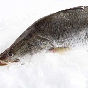 Barramundi Fish Large