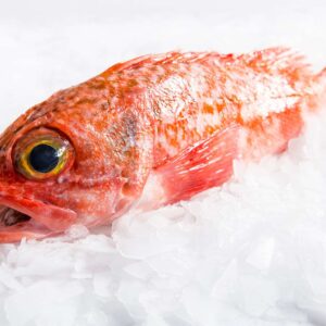 Big Eye Perch Fish Whole Fish Delivery