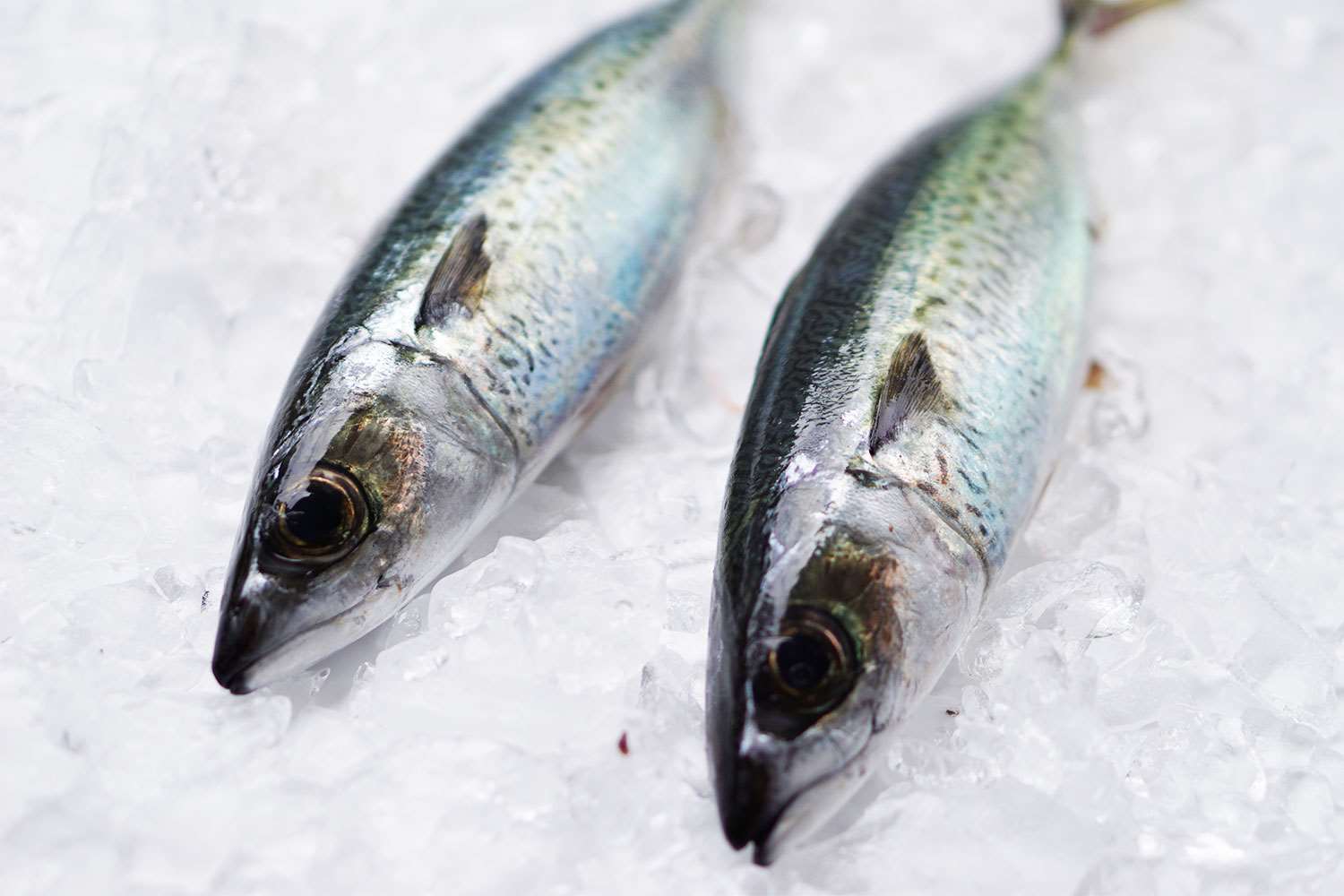 Blue Mackerel | Fresh Whole Fish Delivery Sydney - Manettas