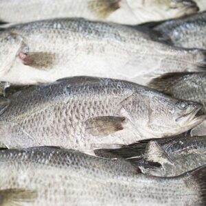 Bulk Buy Barramundi Medium