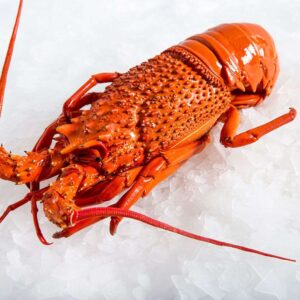 Buy Eastern Rock Lobster Online