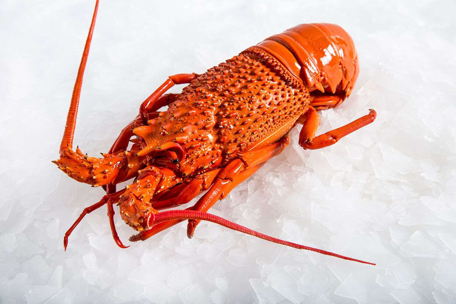 Buy Cooked Eastern Rock Lobster Online | Manettas Seafood