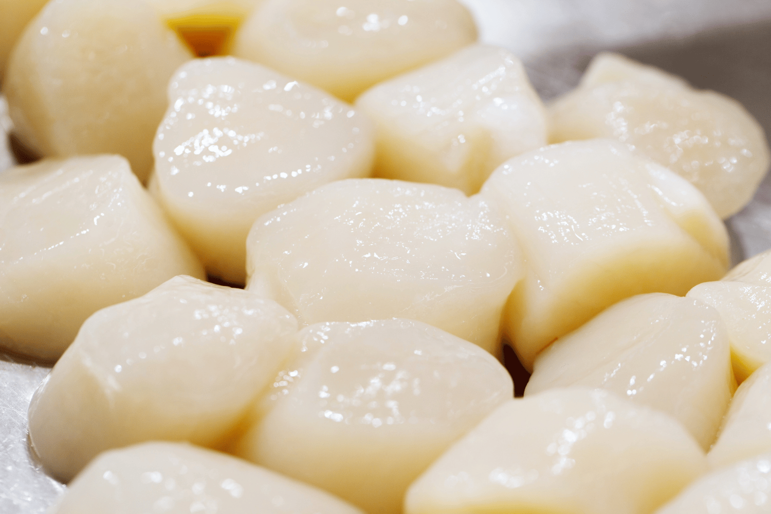 Buy Hokkaido Sea Scallops Online | Manettas Seafood Market