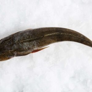 Buy Large Flathead Fish Online