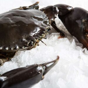 Buy Live Mud Crabs Online