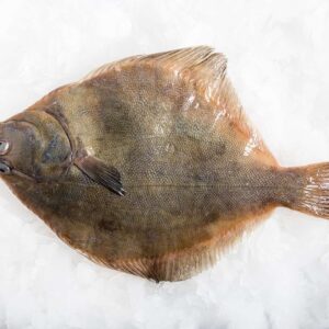 Buy Sand Flounder Fish Online