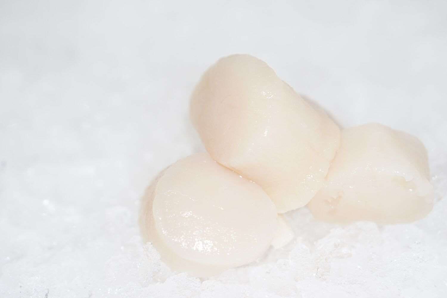 Buy Scallop Meat Online | Manettas Seafood Market