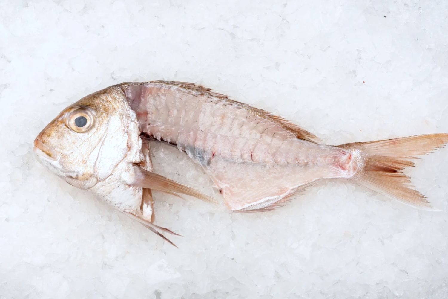 Buy Snapper Head and Frame Online | Manettas Seafood Market