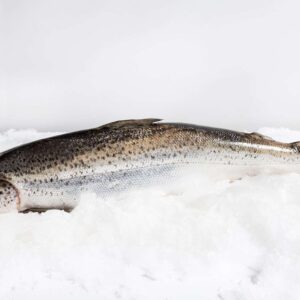 Buy Tasmanian Salmon