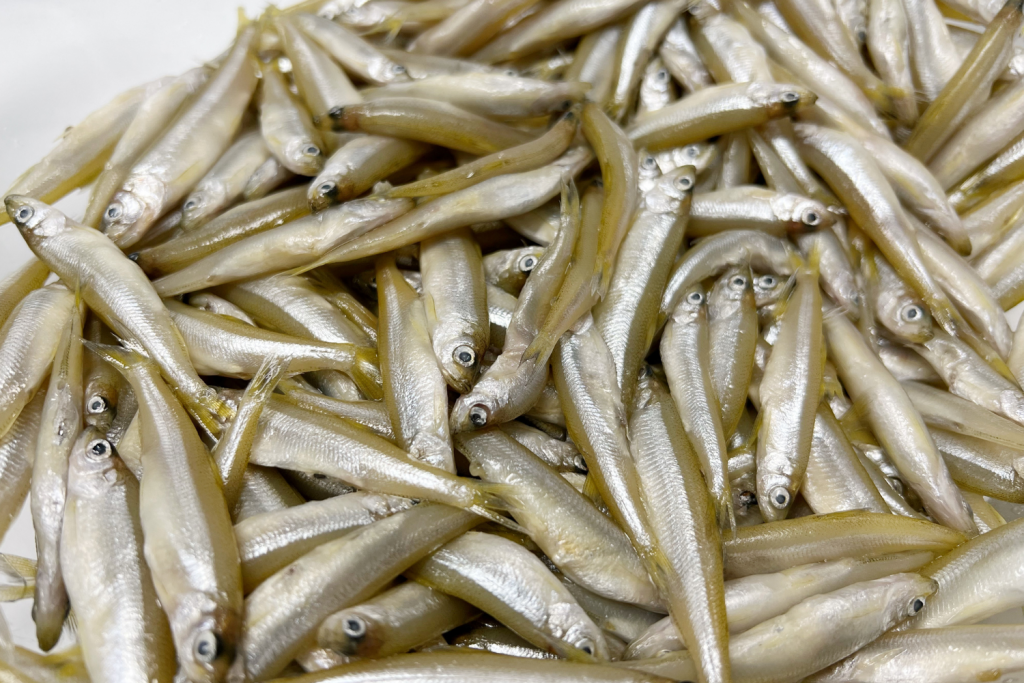 Buy Western Australia Whitebait Online | Manettas Seafood