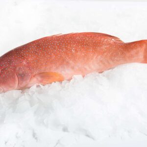 Coral Trout Fish | Whole Fish Delivery Europe