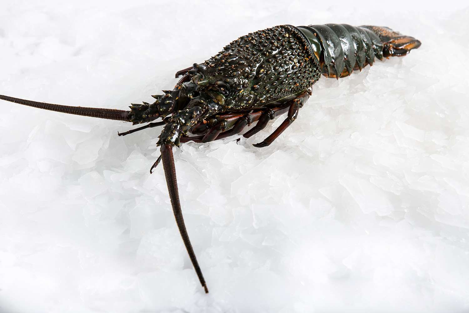 Eastern Rock Live Lobster Delivery Australia | Manettas