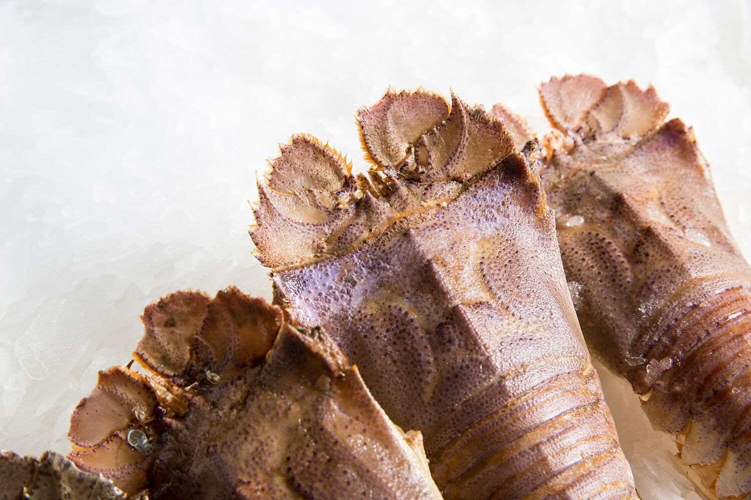 Live Moreton Bay Bugs Delivery Australia | Manettas Seafood