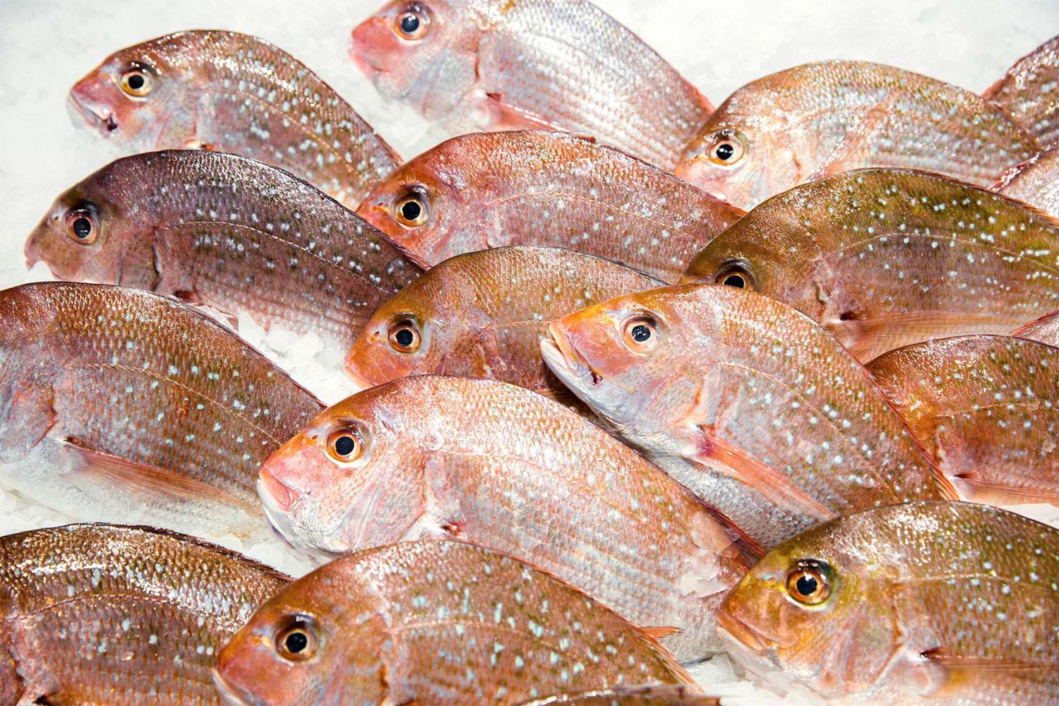 Medium Snapper Fish Delivery | Manettas Seafood