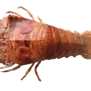 Buy Whole Moreton Bay Bugs Raw
