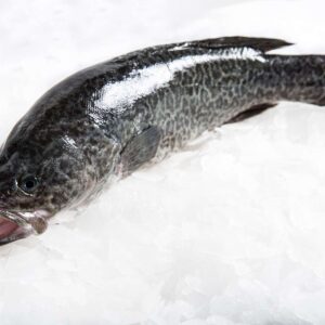 Murray Cod Fish Delivery Europe
