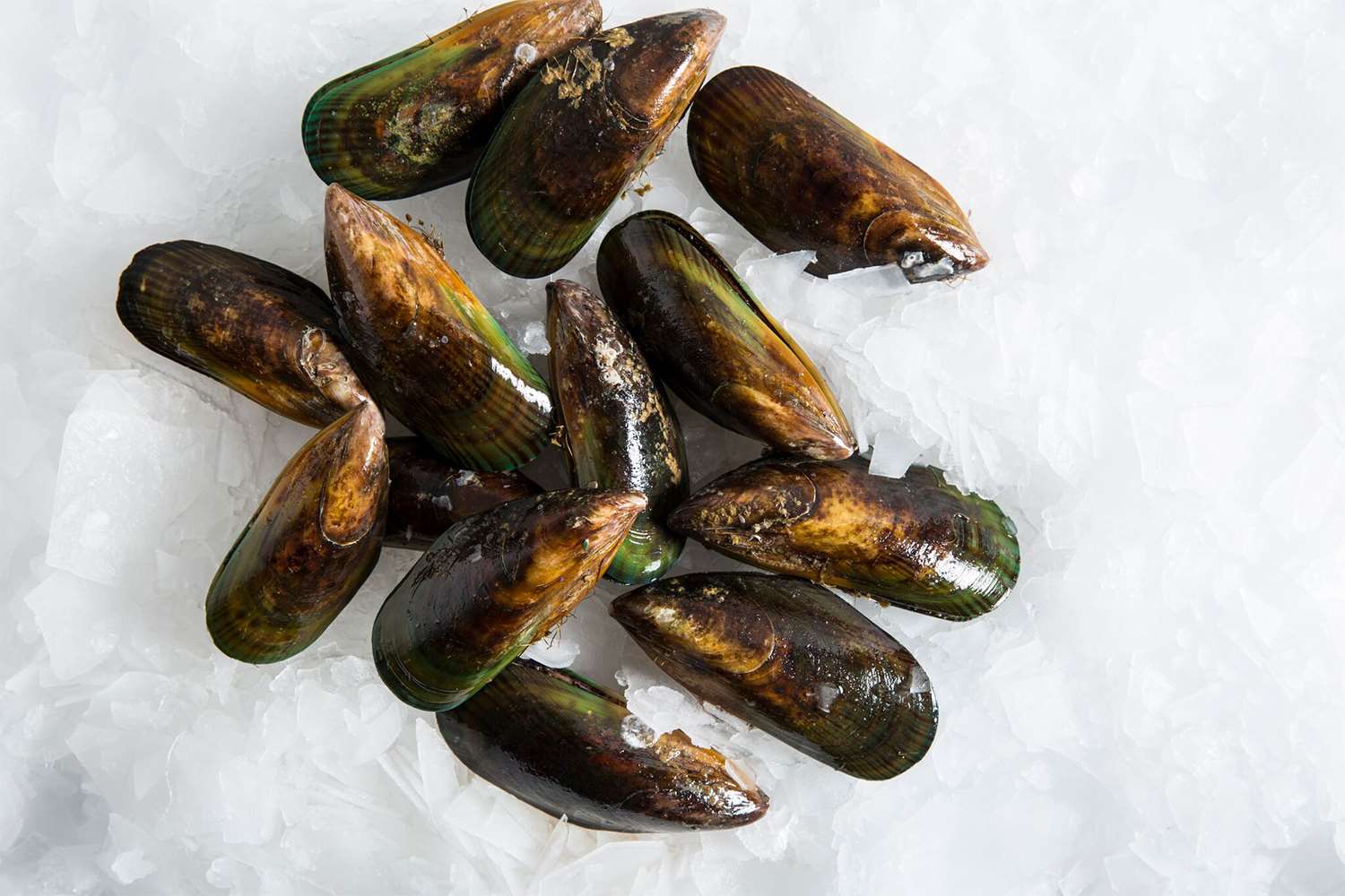 New Zealand Green Mussels Delivery | Manettas Seafood Market