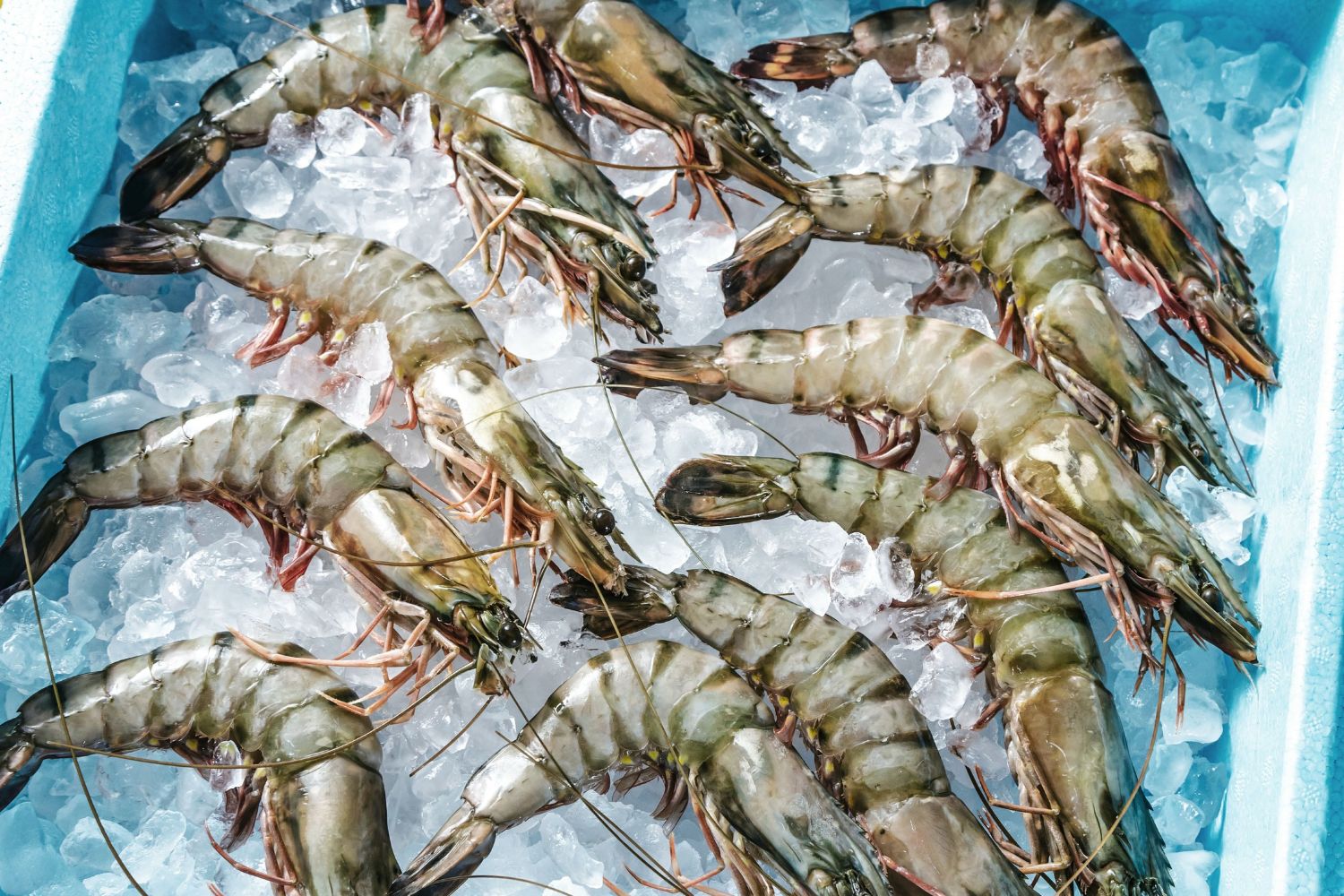 Raw Black Tiger Prawns Delivery Sydney | Manettas Seafood