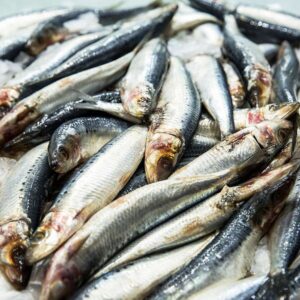 Sardines | Whole Fish Delivery Europe