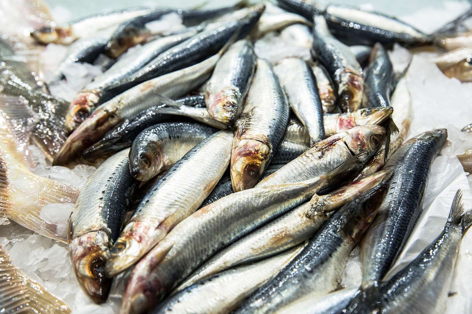 Sardines | Whole Fish Delivery Sydney | Manettas Seafood Market