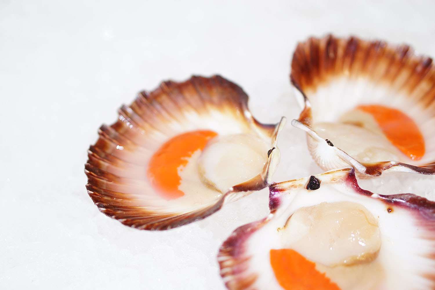 Tasmanian Scallops | Scallop Delivery Sydney | Manettas Seafood Market