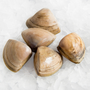 Vongole Clams | Shellfish Delivery Sydney | Manettas Seafood Market