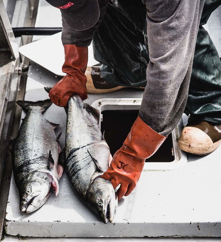 Read more about the article Salmon